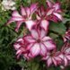 Клематис Пікоті. (Clematis Picotee) ІІ група CS1736 фото 2