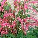 Дицентра класична червона. (Dicentra spectabilis) CS1836 фото 1