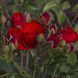 Роза Ред Эльф. (Red Elf) Миниатюрная CS0486 фото 3