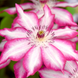 Клематис Пікоті. (Clematis Picotee) ІІ група CS1736 фото 1