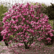 Магнолия гибридная Сюзан / Magnolia hybrida Susan C25 R5045 фото 4