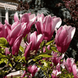 Магнолия гибридная Сюзан / Magnolia hybrida Susan C25 R5045 фото 1
