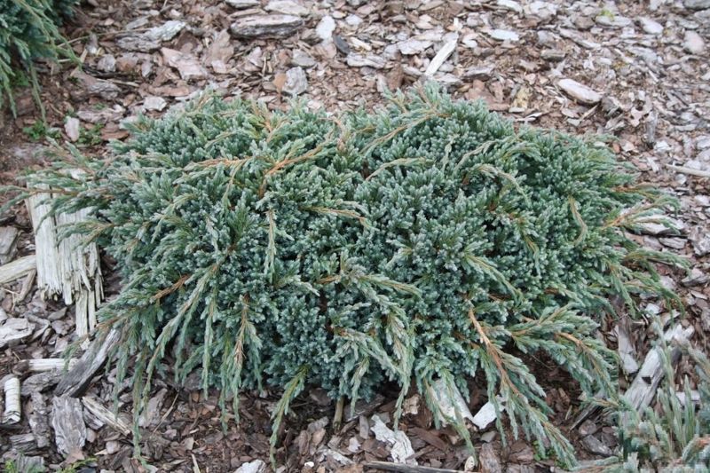 Можжевельник чешуйчатый Блю Спайдер. (Juniperus squamata Blue Spider) С3 CS2213 фото