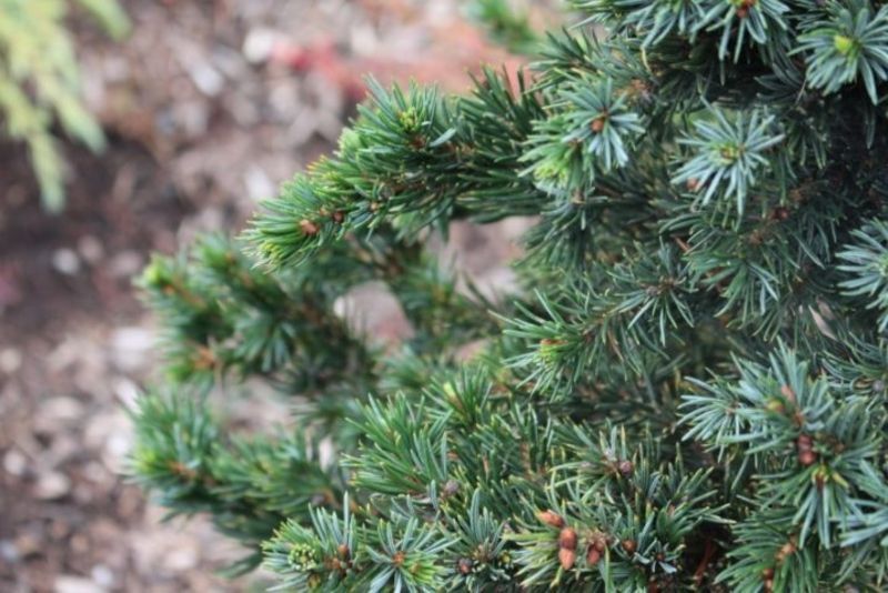 Ель сербская Водан. (Picea omorika Wodan) С5 CS2113 фото