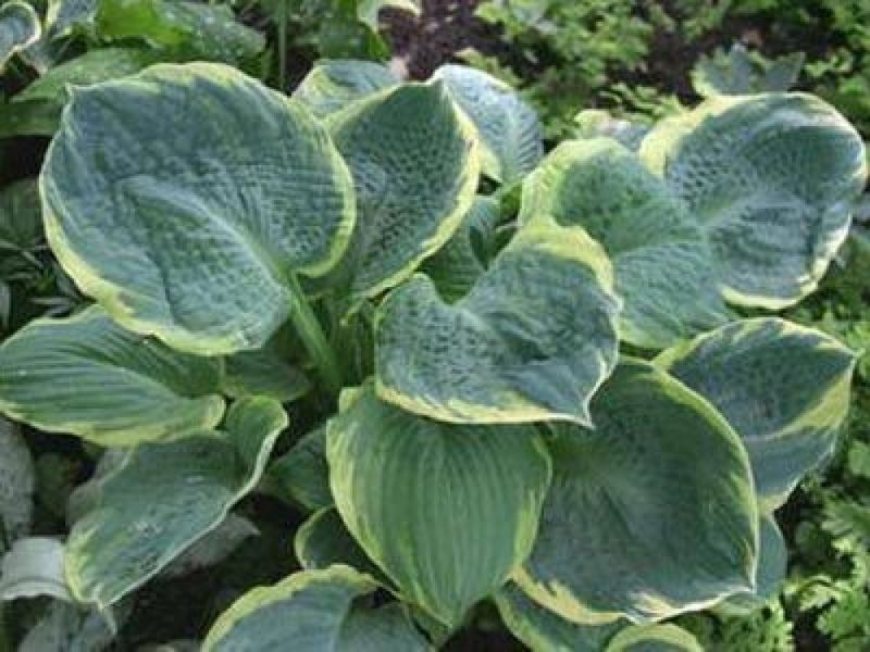 Хоста Пізаз. (Hosta Pizzazz) С2 CS1936 фото