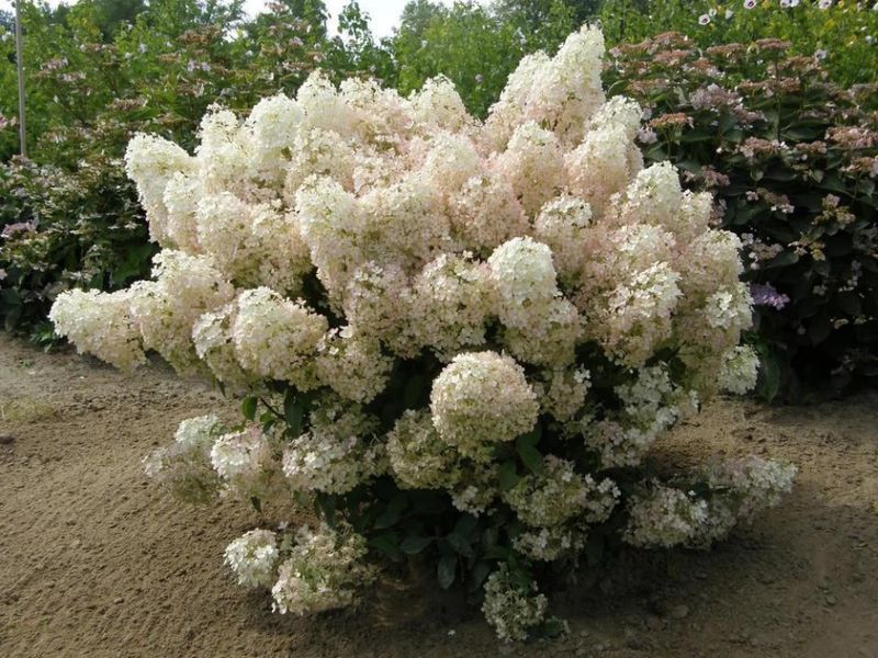 Гортензія волотиста Бобо. (Hydrangea paniculata Bobo) C3 V12681 фото