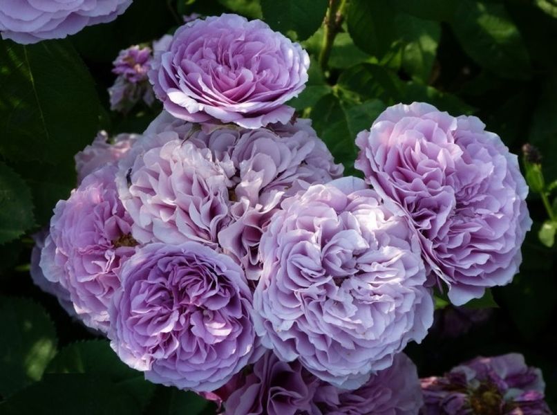 Роза Лавандер Айз. (Lavender Ice) Флорибунда на ШТАМБЕ