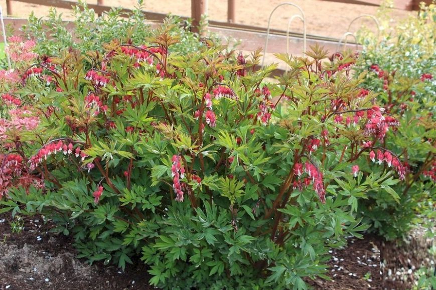 Дицентра класична червона. (Dicentra spectabilis)