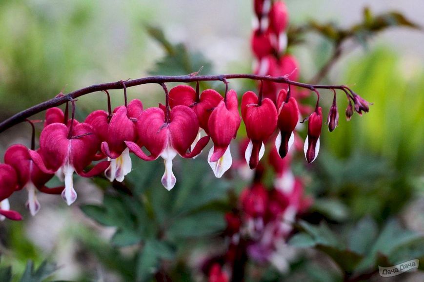 Дицентра класична червона. (Dicentra spectabilis)