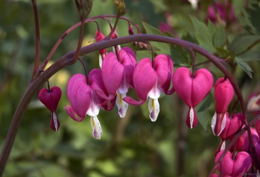 Дицентра класична червона. (Dicentra spectabilis)