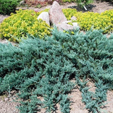 Ялівець горизонтальний Блю Чіп. (Juniperus horizontalis Blue Chip) С3 TS0031 фото