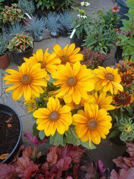 Рудбекия гибридная &laquo;Смайлз Биг Джой&raquo; (Rudbeckia SmileyZ Big Joy) С5 V13660 фото