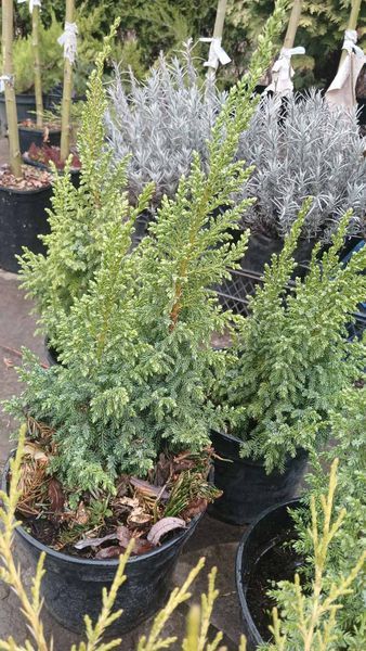 Можжевельник пинги Лодери (Juniperus pingii Loderi) C3 &mdash; купить саженцы можжевельника, хвойные растения, декоративный вечнозеленый кустарник R29567 фото