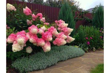 Гортензія волотиста Пінкі Вінкі. (Hydrangea paniculata Pinky Winky) C3
