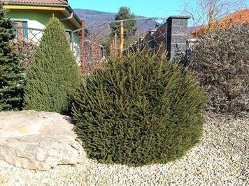 Ель обыкновенная Компакта. (Picea abies Compacta) С3 CS2064 фото