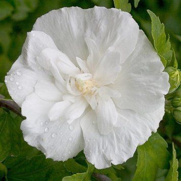 Гібіскус сирійський Вайт Шифон. (Hibiscus syriacus White Chiffon) С3 CS2617 фото