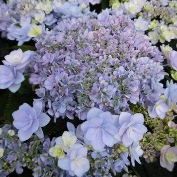 Гортензия крупнолистная Ю энд Ми Форевер. (Hydrangea macrophylla You & Me Forever) С2 CS2767 фото