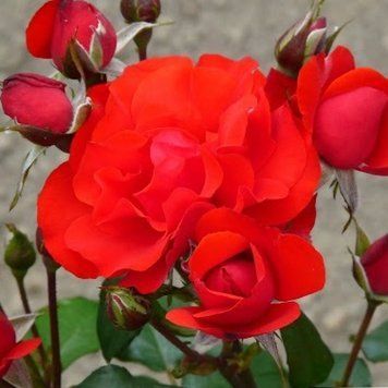 Троянда Сатчмо. (Rosa F 'Satchmo') Флорібунда CS1037 фото