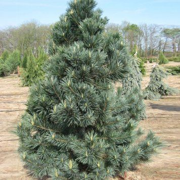 Сосна гибкая Вандервульф Пирамид. (Pinus flexilis Vanderwolf`s Pyramid) С10 CS2314 фото