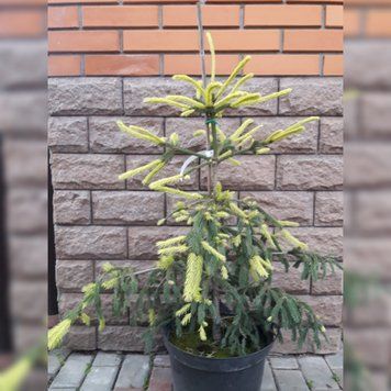 Ель обыкновенная Финедонензис (Picea abies Finedonensis) С20 CS2114 фото