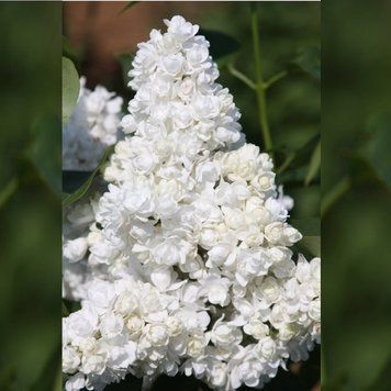 Сирень обыкновенная Мадам Лемуан. (Syringa vulgaris Mme Lemoine) ШТАМБ, выс. 70-100см CS2967 фото