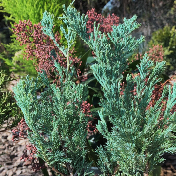 Можжевельник горизонтальный Блю Чип. (Juniperus horizontalis Blue Chip) С3 TS0031 фото
