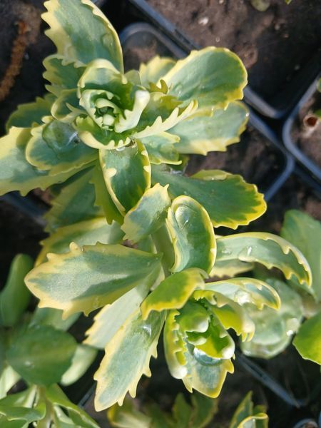 Седум  Фрості Морн Frosty Morn / Sedum &lsquo;Frosty Morn&rsquo;