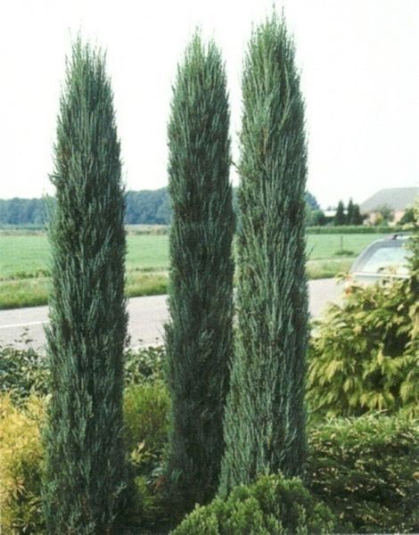 Можжевельник скальный Скайрокет. (Juniperus scopulorum Skyrocket) С7,5 CS2214 фото