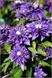 Клематис Мульти Блю. (Clematis Multi Blue) CS1737 фото 3
