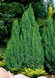 Можжевельник пинги Лодери (Juniperus pingii Loderi) C3 &mdash; купить саженцы можжевельника, хвойные растения, декоративный вечнозеленый кустарник R29567 фото 1