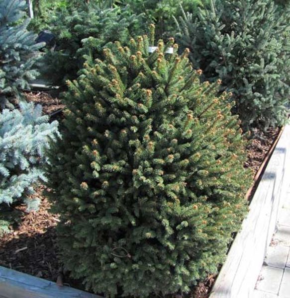 Ель обыкновенная Компакта. (Picea abies Compacta) С3 CS2064 фото