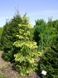 Ялина звичайна Фінедонензіс (Picea abies Finedonensis) С20 CS2114 фото 3
