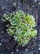 Ломикамінь метільчатий срібно-окантовий (Saxifraga paniculata) Р9 М00103 фото 2