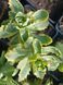 Седум  Фрості Морн Frosty Morn / Sedum &lsquo;Frosty Morn&rsquo;  V10026 фото 4