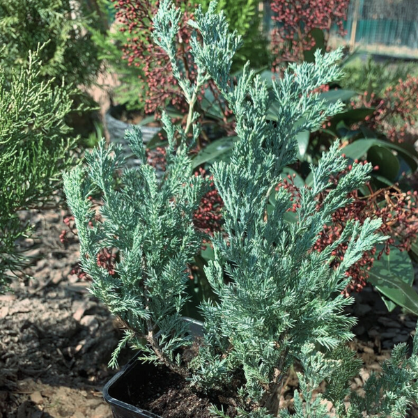 Ялівець горизонтальний Блю Чіп. (Juniperus horizontalis Blue Chip) С3 TS0031 фото