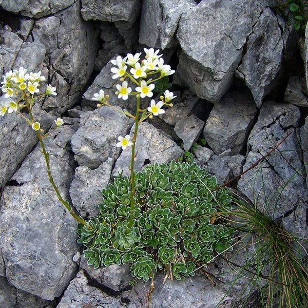 Ломикамінь метільчатий срібно-окантовий (Saxifraga paniculata) Р9