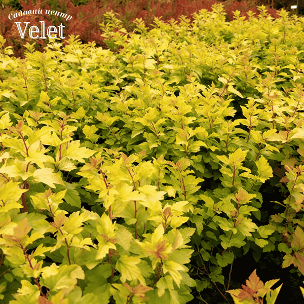 Пухироплідник калинолистий Dart&rsquo;s Gold (Physocarpus opulifolius Dart&rsquo;s Gold) С2