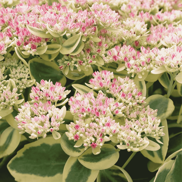 Седум  Фрості Морн Frosty Morn / Sedum &lsquo;Frosty Morn&rsquo;