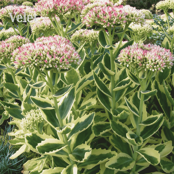 Седум  Фрості Морн Frosty Morn / Sedum &lsquo;Frosty Morn&rsquo;
