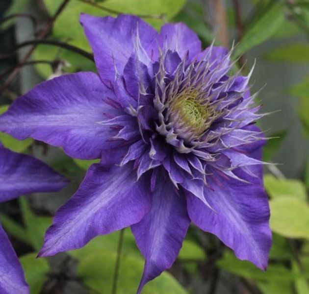 Клематис Мульти Блю. (Clematis Multi Blue)