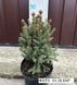 Ель обыкновенная Компакта. (Picea abies Compacta) С3 CS2064 фото 8
