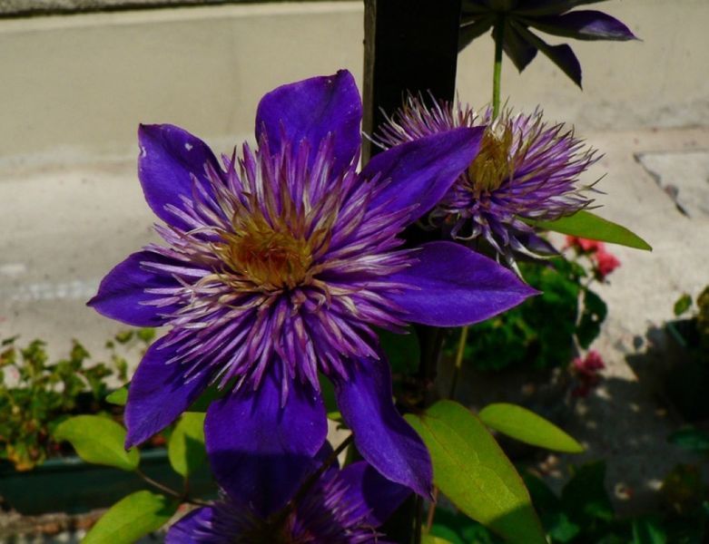 Клематис Мульти Блю. (Clematis Multi Blue)