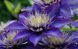 Клематис Мульти Блю. (Clematis Multi Blue) CS1737 фото 5