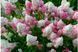 Гортензія волотиста Пінкі Вінкі. (Hydrangea paniculata Pinky Winky) C3 V18087 фото 2