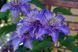 Клематис Мульти Блю. (Clematis Multi Blue) CS1737 фото 4
