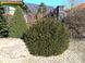 Ель обыкновенная Компакта. (Picea abies Compacta) С3 CS2064 фото 1
