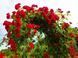 Роза Ред Парфюм. (Red Parfum) Плетистая CS0637 фото 4