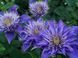 Клематис Мульти Блю. (Clematis Multi Blue) CS1737 фото 2