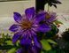 Клематис Мульти Блю. (Clematis Multi Blue) CS1737 фото 6