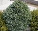 Кипарисовик горохоплодный Булевард. (Chamaecyparis pisifera Boulevard) С7,5 CS2164 фото 1